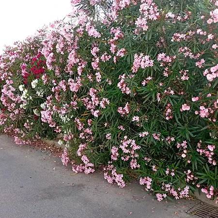 A La Nouvelle Campeggio *